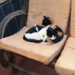 gaticos con frio en Bolivia