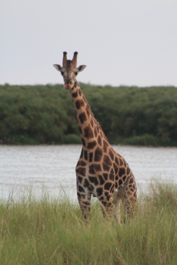 irafa Rothschild Giraffe Parque Nacional Murchinson Uganda Murchinson Falls National Park 2
