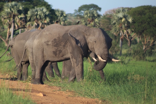 Elefante Africano Parque Nacional Murchinson Uganda